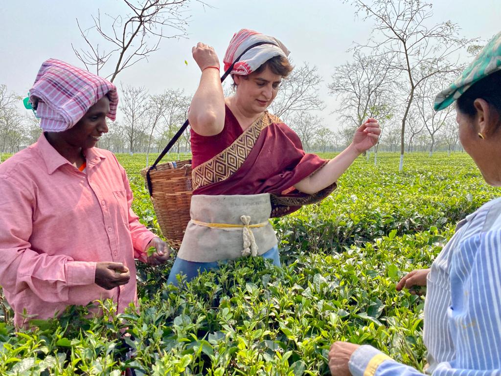 असम के दौरे के दूसरे दिन भी प्रियंका गांधी का दिखा अलग अंदाज, तोड़ीं चाय की पत्तियां