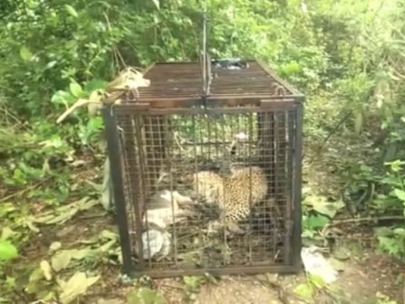 नेपानगर के रिहायशी इलाके से पकड़ा गया तेंदुआ