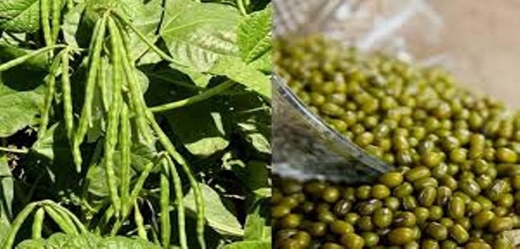 मूंग माफिया पर बड़ी कार्यवाही, समिति प्रबंधक सहित 7 पर केस दर्ज