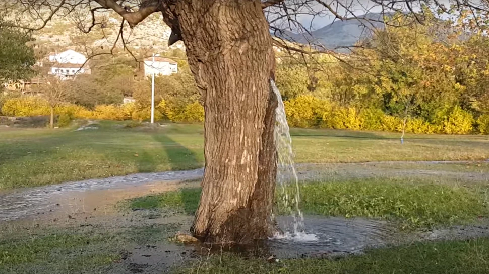 Water comes like a waterfall from the trunk of the tree, you will be surprised to see the video