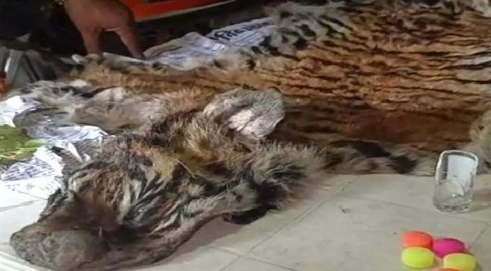 MP News : एमपी ने जहां पाए 8 चीते, वहीं खोए दो बाघ, बालाघाट में शावक की खाल तो बांधवगढ़ में मिला Adult Tiger का शव