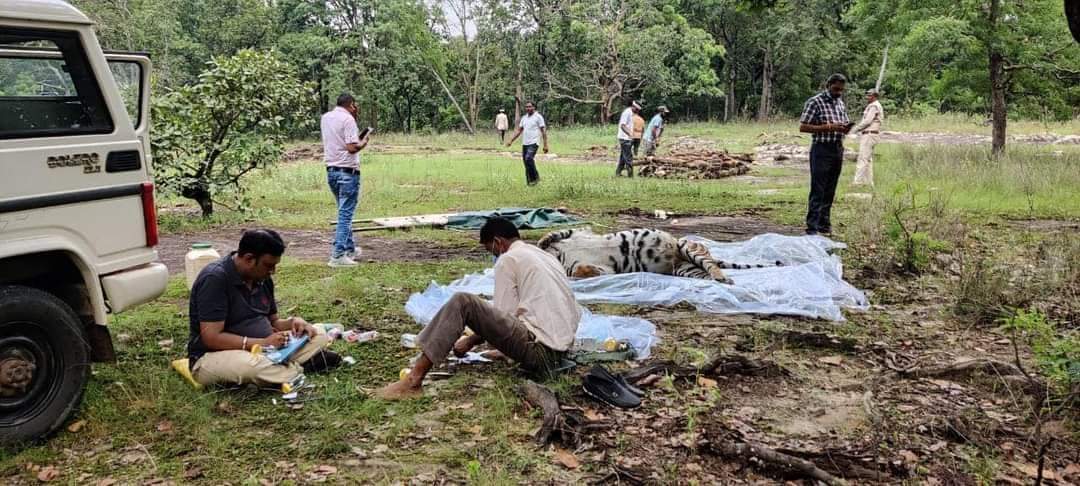 MP News : एमपी ने जहां पाए 8 चीते, वहीं खोए दो बाघ, बालाघाट में शावक की खाल तो बांधवगढ़ में मिला Adult Tiger का शव