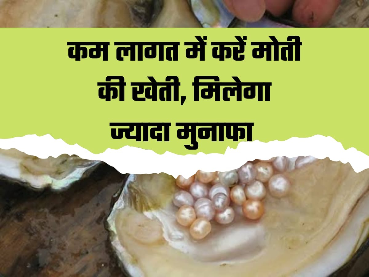 Small Business Ideas: नौकरी के अलावा भी कमाना चाहते है तो शुरू करें ये बिजनेस, हर महीने होगी लाखों की कमाई