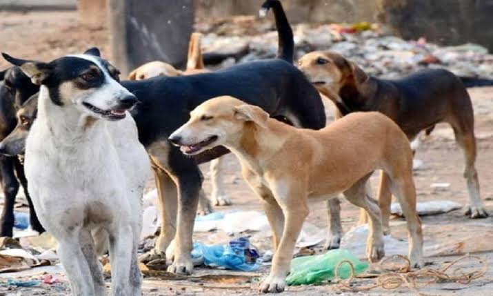 शहर में डेढ़ लाख आवारा कुत्तों की नसबंदी, नसबंदी के बाद विभाग करता है 2 से 3 दिन देखरेख