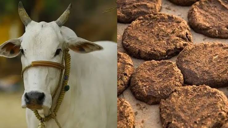 cow dung condos