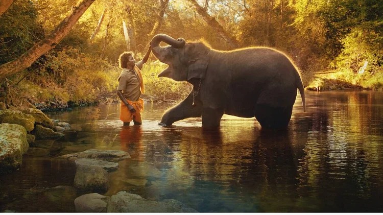 फिल्म ‘RRR’ के गाने ‘नाटू नाटू’ के बाद The Elephant Whisperers ने भी जीता ऑस्कर अवॉर्ड, इस OTT प्लेटफॉर्म पर देख पाएंगे