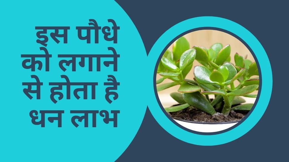 Vastu Tips: घर में लगाए ये जादुई पौधा, चुंबक की तरह खींचा चला आता है पैसा, कर देता है धन की वर्षा