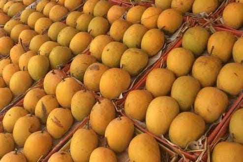 शहर में फलों के राजा आम ने दी दस्तक, शहर की मंडी में रत्नागिरी का 25 टन हापुस, तो आंध्रप्रदेश के लाल पट्टा, बादाम की 70 टन की आवक, मई तक शुरू होंगे लोकल आम