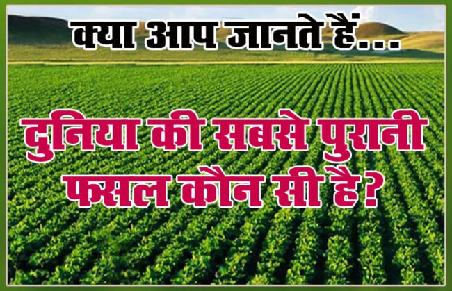 Interesting Gk Question : बताओ दुनिया की सबसे पुरानी फसल कौन सी है?