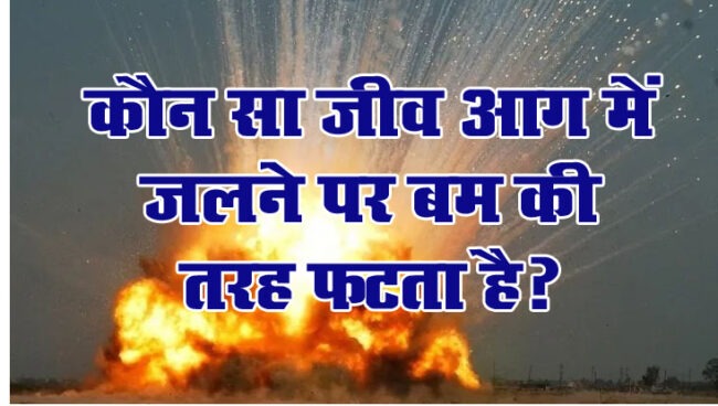 Interesting Gk Question : बताओ वो ऐसा कौन सा जीव हैं, जो आग में जलने पर बम की तरह फटता है?