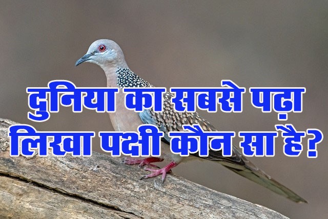 Interesting Gk Question : बताओ दुनिया का सबसे पढ़ा लिखा पक्षी कौन सा है?