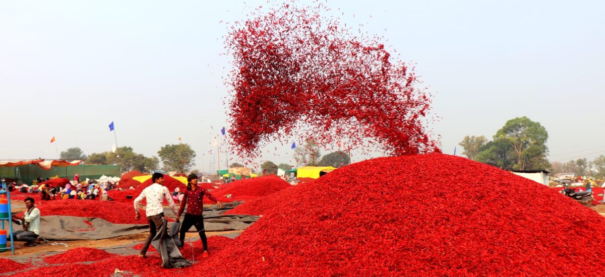 खरगोन की मिर्च को मिलेगी दुनिया में पहचान, जीआई टैग व ब्रांडिंग से किसानों को होगा लाभ