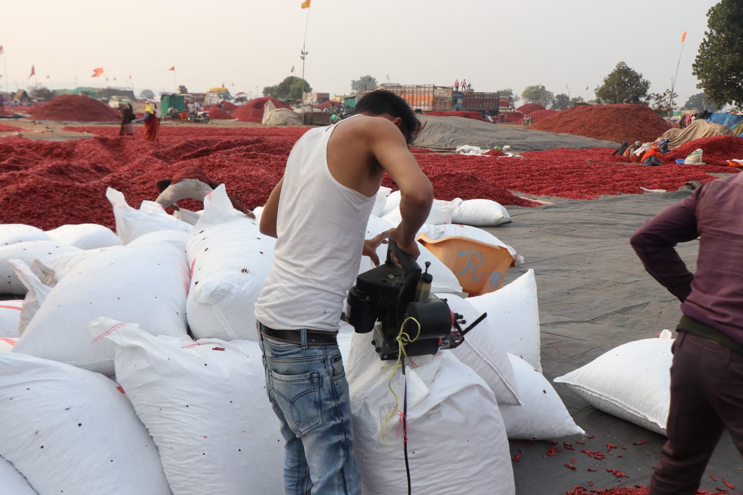 खरगोन की मिर्च को मिलेगी दुनिया में पहचान, जीआई टैग व ब्रांडिंग से किसानों को होगा लाभ
