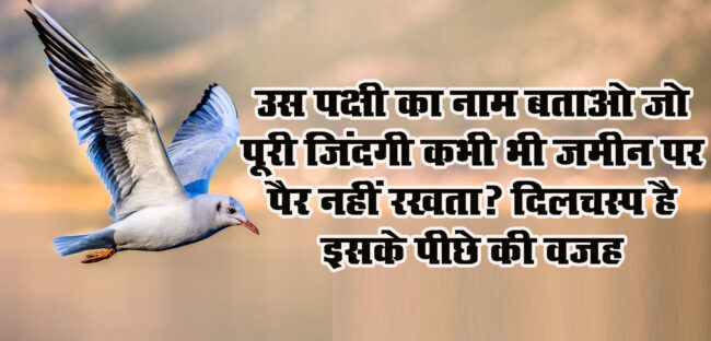 Interesting GK Questions: उस पक्षी का नाम बताओ जो पूरी जिंदगी कभी भी जमीन पर पैर नहीं रखता? दिलचस्प है वजह