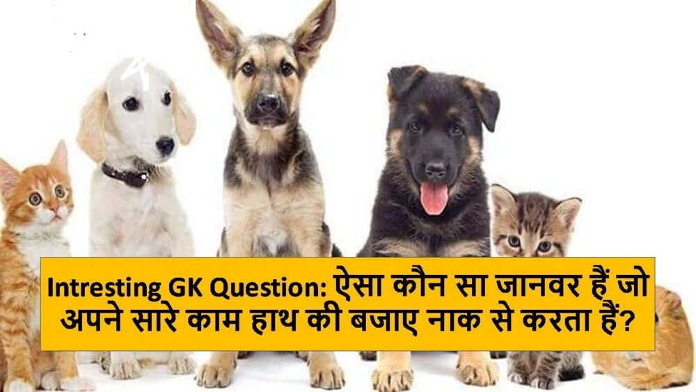 Interesting GK Questions : बताओ वो ऐसा कौन सा जानवर हैं, जो अपने सारे काम हाथ की जगह नाक से करता हैं?