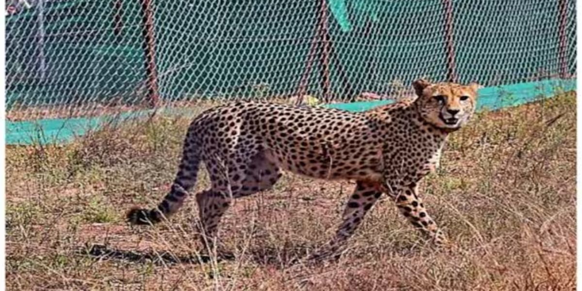 Cheetah Death: कूनो पार्क में नहीं थम रहा चीतों की मौत का सिलसिला, अब एक और चीते ने तोड़ा दम