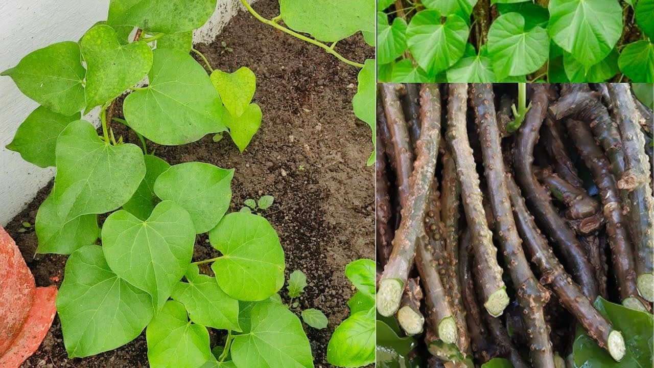 Giloy Beauty Benefits: त्वचा को चमकदार बनाने के लिए इस्तेमाल करें गिलोय, निखर जाएगी रंगत