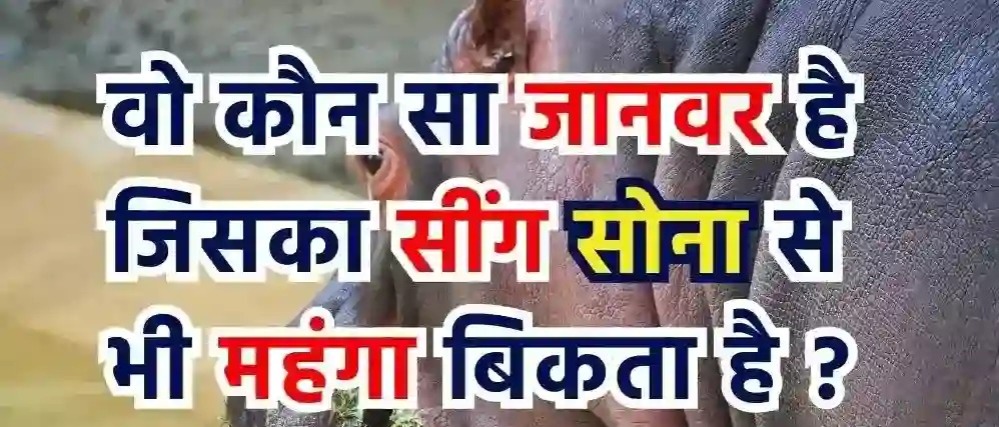 Interesting GK Question: बताओ वो कौन सा जानवर है, जिसका सींग गोल्ड से भी ज्यादा महंगा बिकता है? जीनियस ही जानते है इसका जवाब!