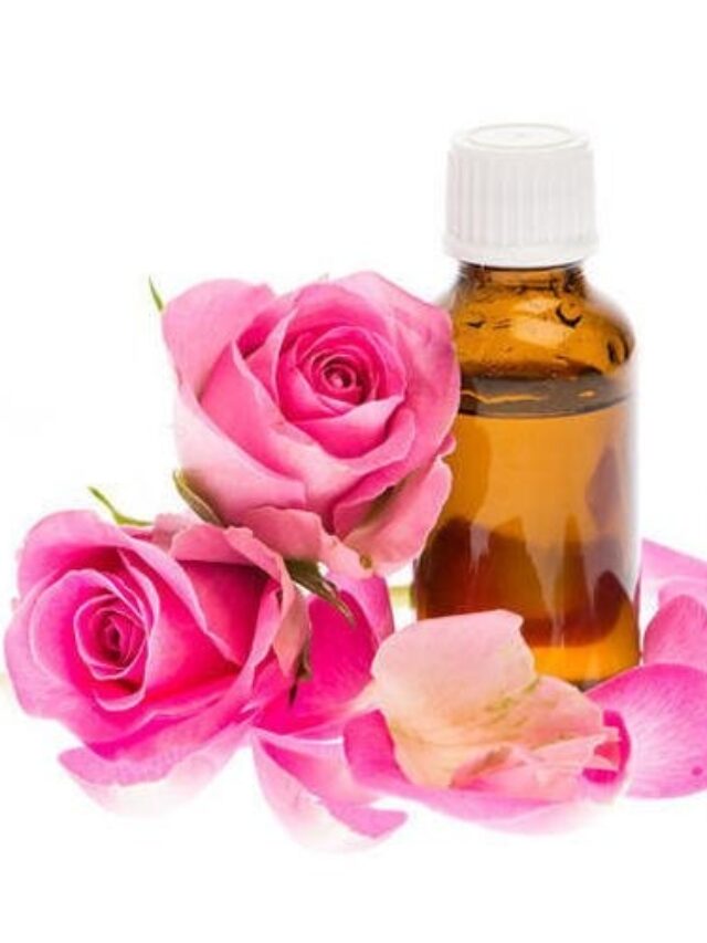 सिर्फ गुलाब जल ही नहीं बल्कि Rose Oil के भी हैं कई जादुई फायदे, इस तरह करें इस्तेमाल