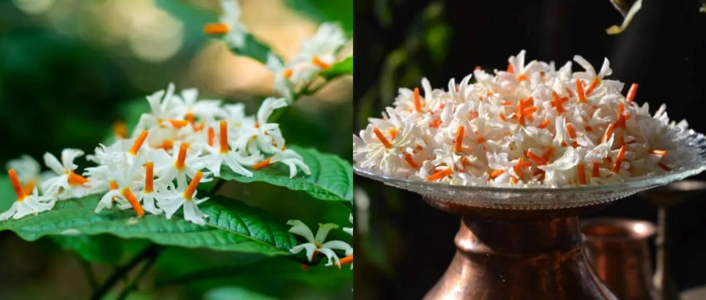 Diwali 2023: दिवाली की पूजा में भूलकर भी ना करें इन फूलों का उपयोग, मां लक्ष्मी हो सकती है निराश
