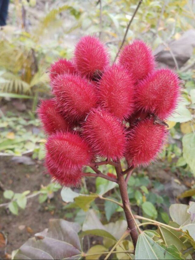 अगर नहीं देखा तो यहां देख लीजिए, ऐसा होता है सिंदूर का पौधा