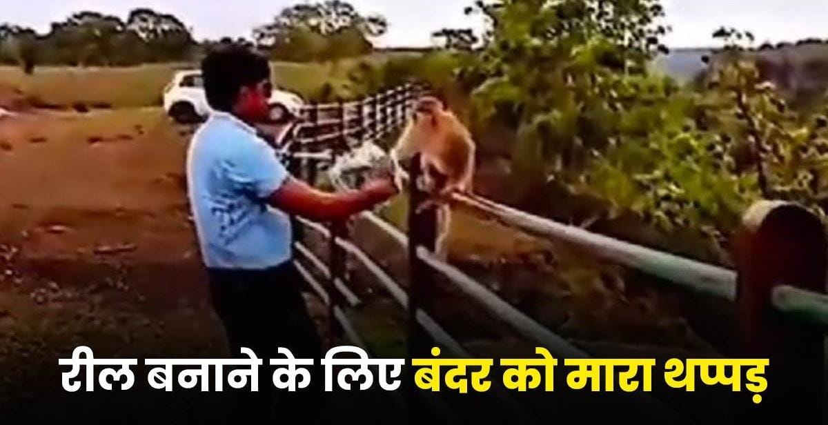रील बनाने के लिए युवक ने बंदर को मारा थप्पड़, अब वन विभाग कर रहा तलाश