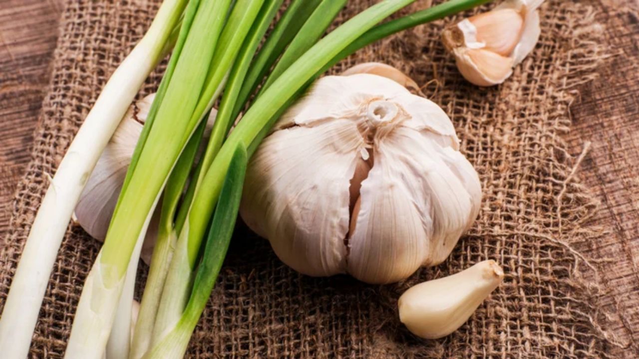 बीमारी से लड़ने में मदद करता है हरा लहसुन, सर्दी-फ्लू के साथ-साथ कोरोना में भी है फायदेमंद