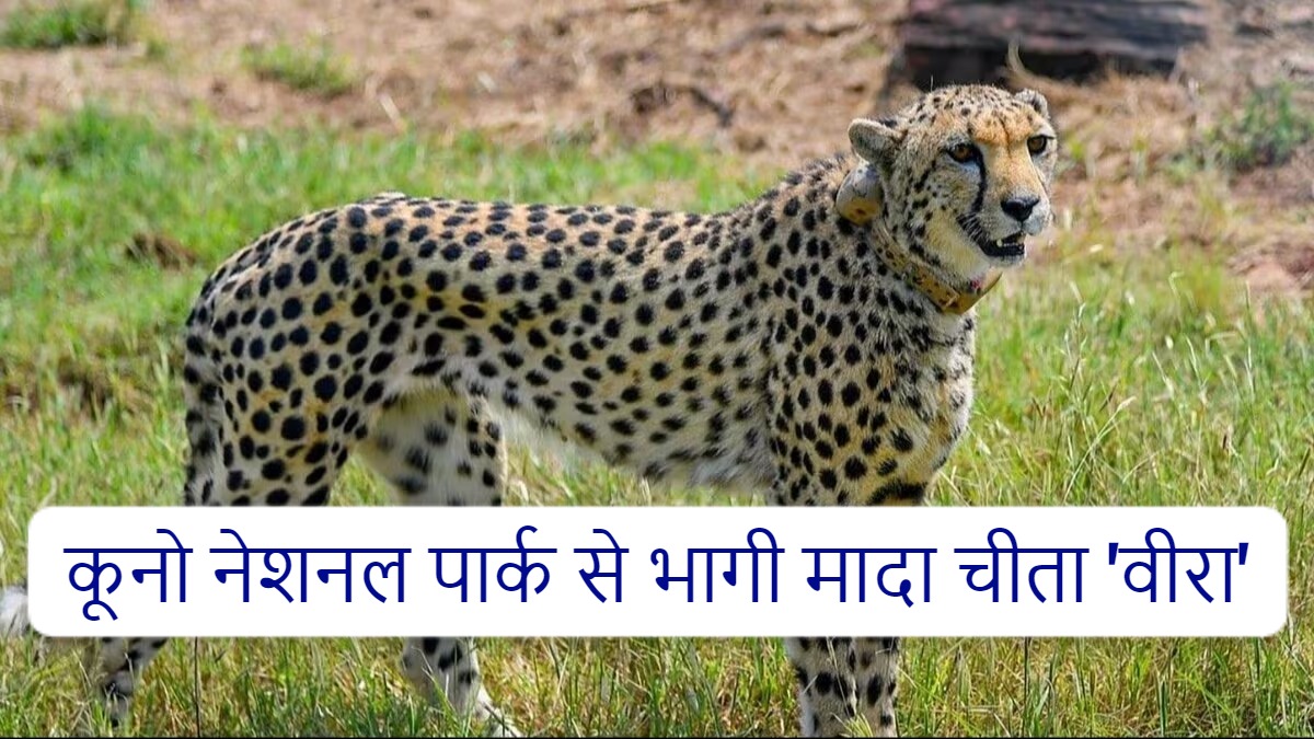 कूनो नेशनल पार्क से भागी मादा चीता वीरा, वन विभाग द्वारा सर्चिंग जारी