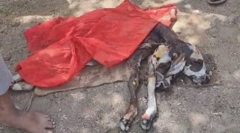 मध्यप्रदेश में जन्मा दो मुख वाला बछड़ा, देखने के लिए लगी लोगों की भीड़