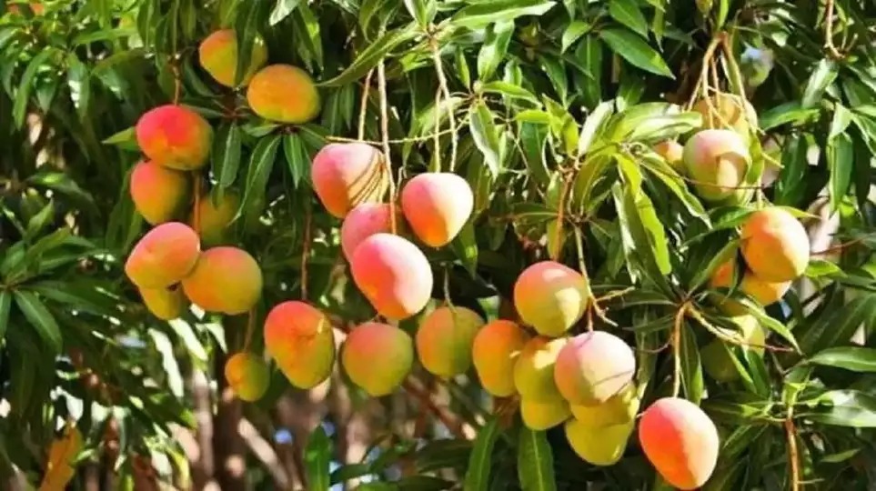आम,चीकू, फालसा के पेड़ होंगे नीलाम