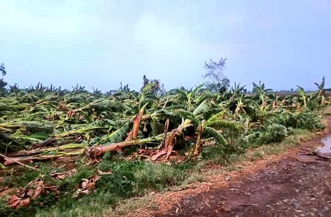 बुरहानपुर में केले की फसल तबाह, पूर्व केंद्रीय मंत्री ने की मुआवजे की मांग