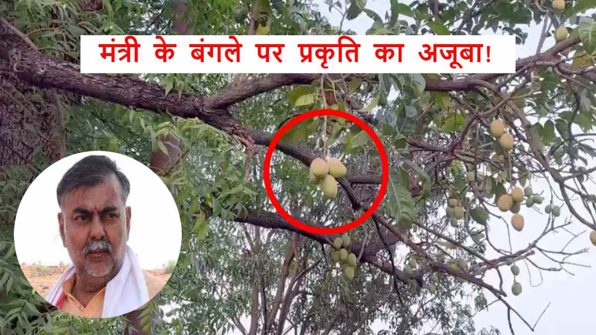 मंत्री प्रहलाद पटेल के बंगले पर दिखा प्रकृति का अजूबा, नीम के पेड़ पर लटक रहे रसीले आम, देखें Video