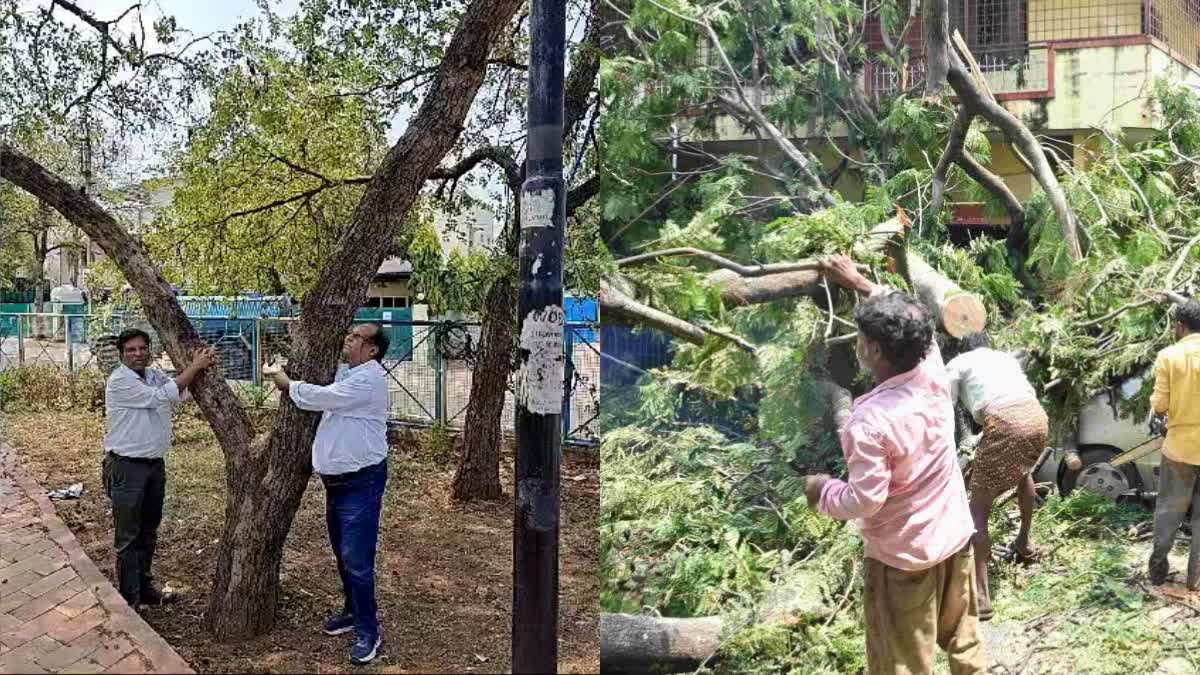 MP News: 29 हजार पेड़ों को बचाने के लिए आज विरोध प्रदर्शन, समाजसेवी और पर्यावरणविद बांधेगे रक्षासूत्र