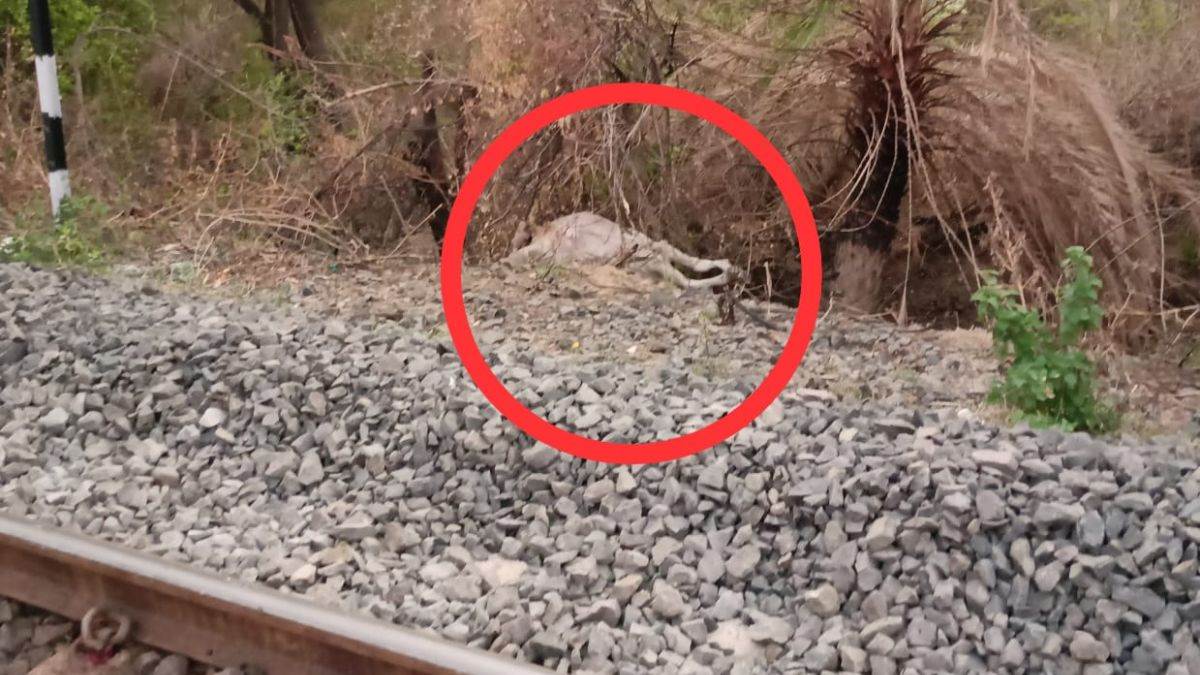 शाजापुर में दर्दनाक हादसा : ट्रेन की चपेट में आने से 20 गाय की मौत