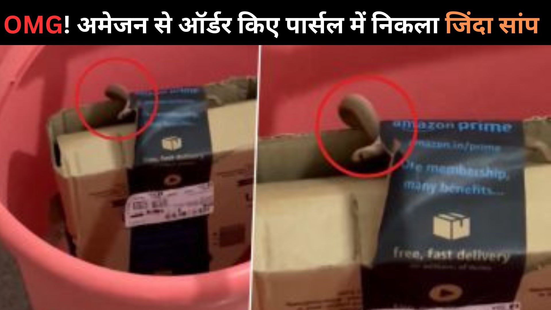 OMG! अमेजन से ऑर्डर किए पार्सल में निकला जिंदा सांप, हैरान करने वाला Video Viral