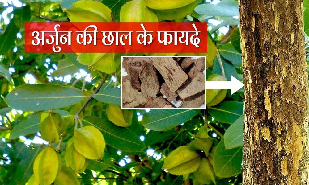 अर्जुन की छाल.. स्वास्थ्य के लिए अमृत..! घातक बीमारियों के लिए रामबाण..!