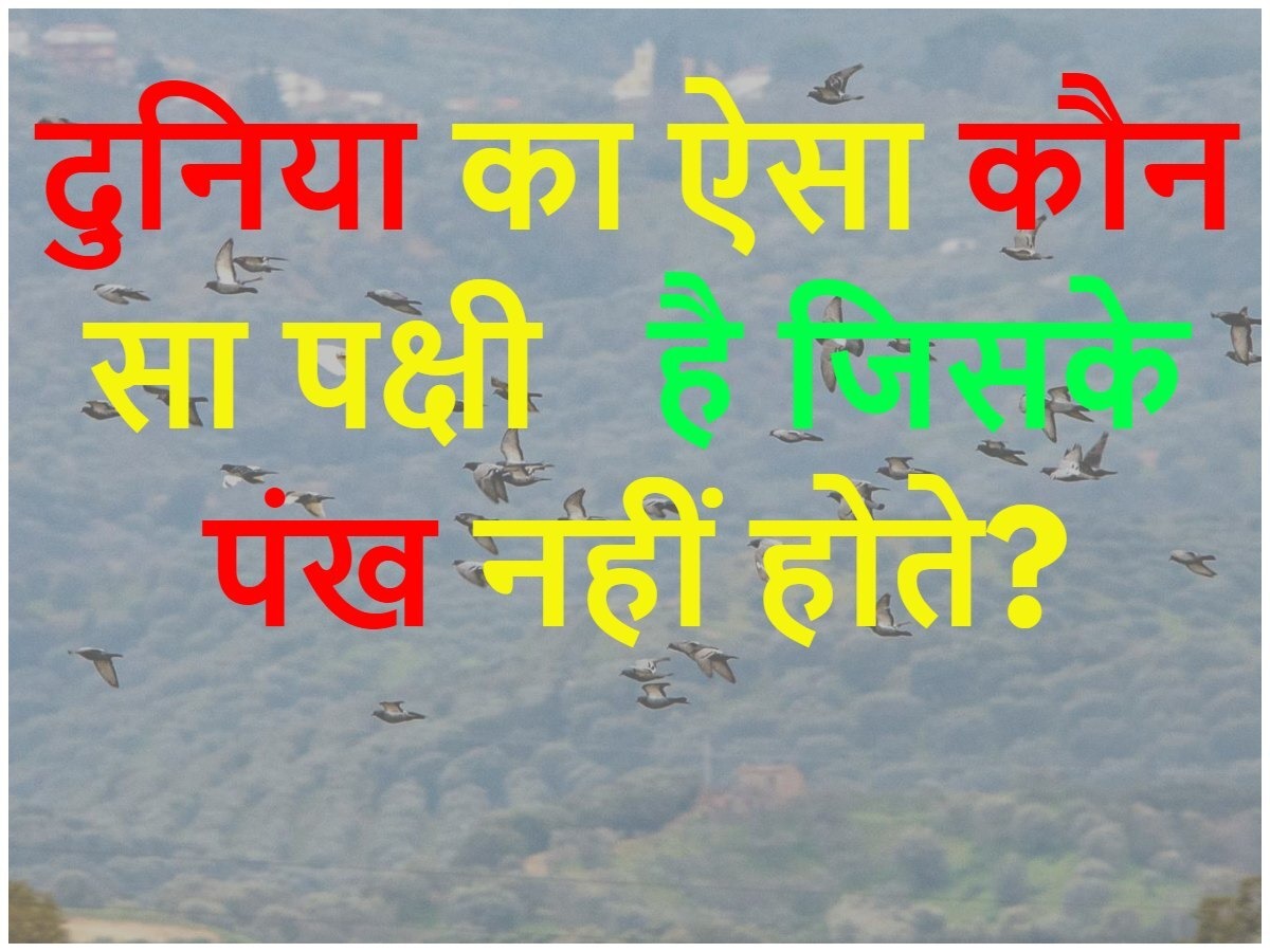 Gk Quiz: क्या आप बता सकतें हैं, ऐसा कौन सा पक्षी है जिसके पंख नहीं होते ?