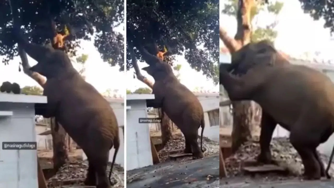 Video: हाथी ने छत पर चढ़कर पेड़ से तोड़ा कटहल, निंजा टेक्निक वायरल, यूजर्स बोले-इसे 21 तोपों की सलामी..