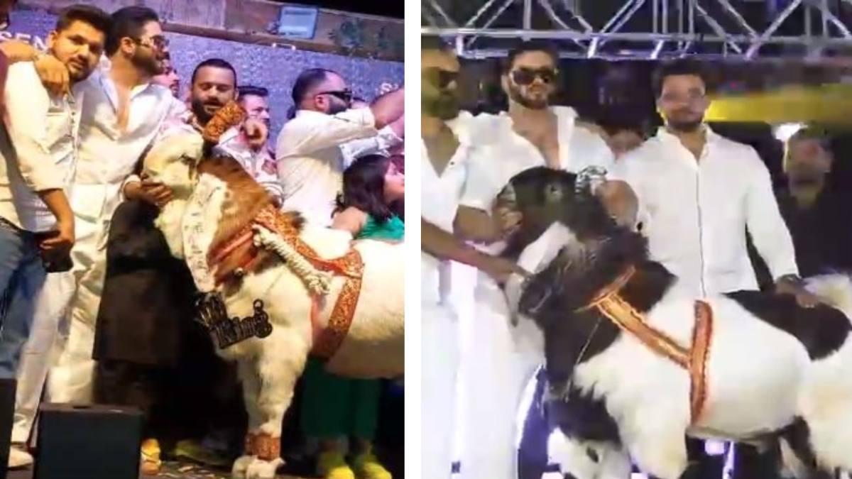 भोपाल में बकरों ने रैंप पर बिखेरा जलवा: 21 लाख में बिका ‘King’, डाइट के लिए खाता है बादाम, काजू, अंजीर और सूखा मेवा