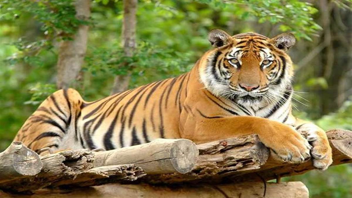 टाइगर स्टेट MP बाघों की मौत में नंबर 1, 6 महीने में 23 की मौत