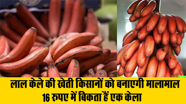 Red Banana Farming : लाल केले की खेती किसानों को बनाएगी मालामाल, 16 रुपए में बिकता हैं एक केला