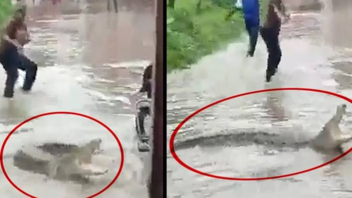 भारी बारिश के बीच सड़क पर दिखा मगरमच्छ, लोगों में दहशत, रोंगटे खड़े कर देगा ये VIDEO