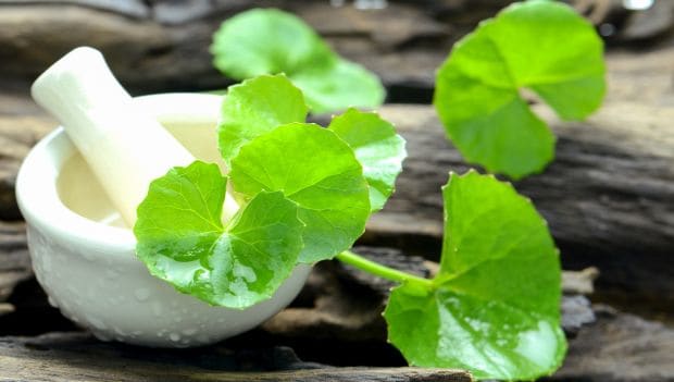 Brahmi Most Powerful Herb: दुनिया की सबसे ताकतवर जड़ी बूटी! इसके आगे फेल है सब कुछ, यकीन न हो तो खुद ही देख लो -