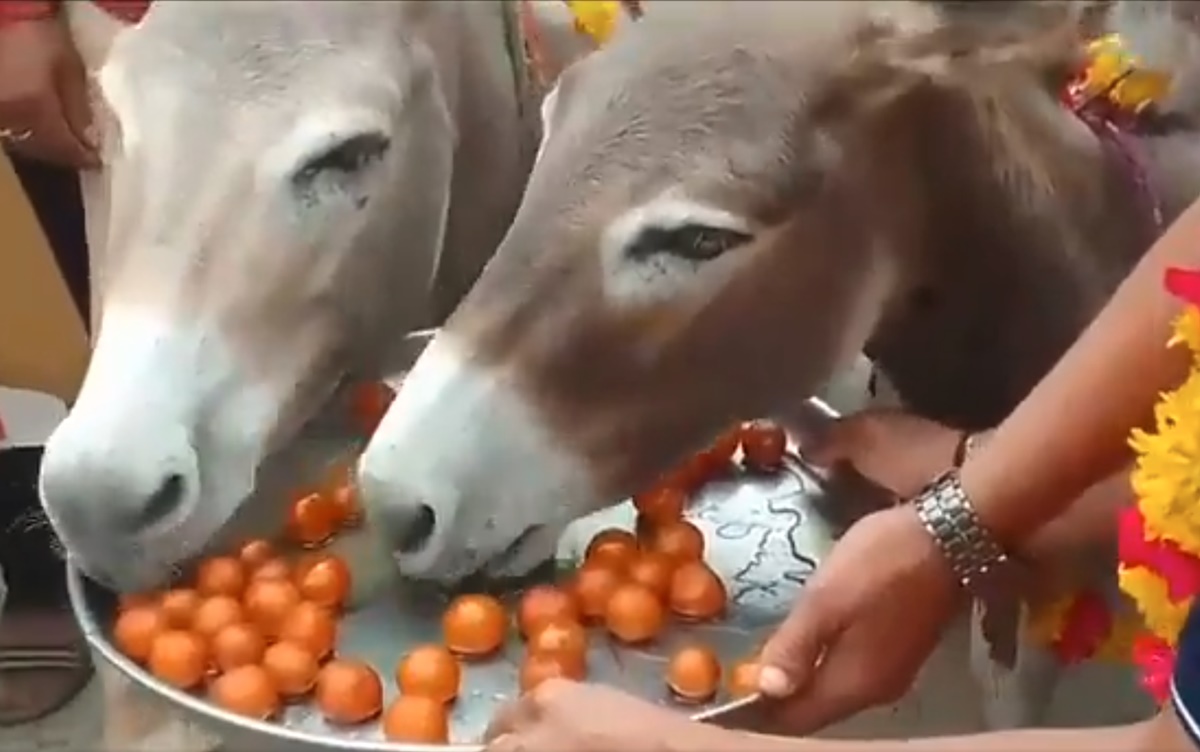 MP में गधों की मौज! लोग ढूंढ ढूंढ कर गधों को क्यों खिला रहे गुलाबजामुन, वजह जानकर हो जाएंगे हैरान