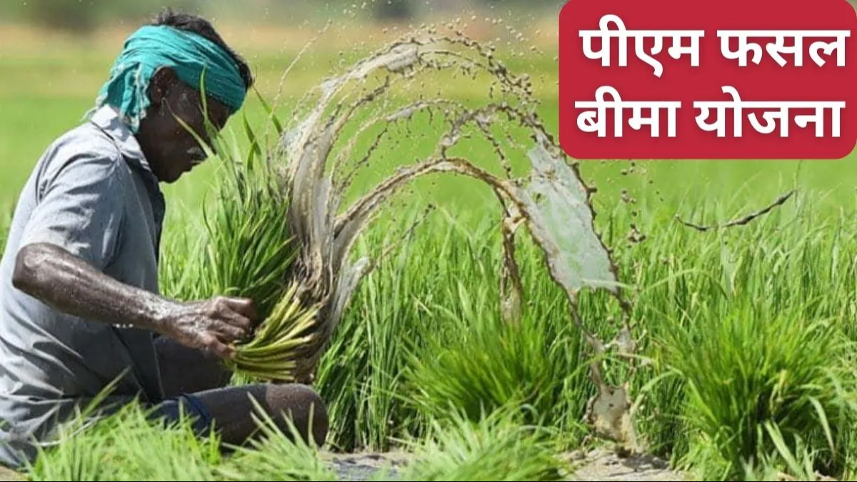 PM Fasal Bima Yojana : 31 जुलाई तक किसानों ने नहीं किया ये काम तो 1 रुपए भी नहीं मिलेगा मुआवजा, जल्‍दी करें