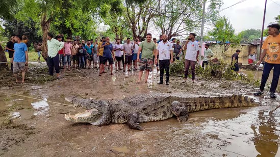 गुजरात में बाढ़ के बाद एक नई मुसीबत! सड़क, घरों के छत पर आराम फरमा रहे विशालकाय मगरमच्छ, Video वायरल