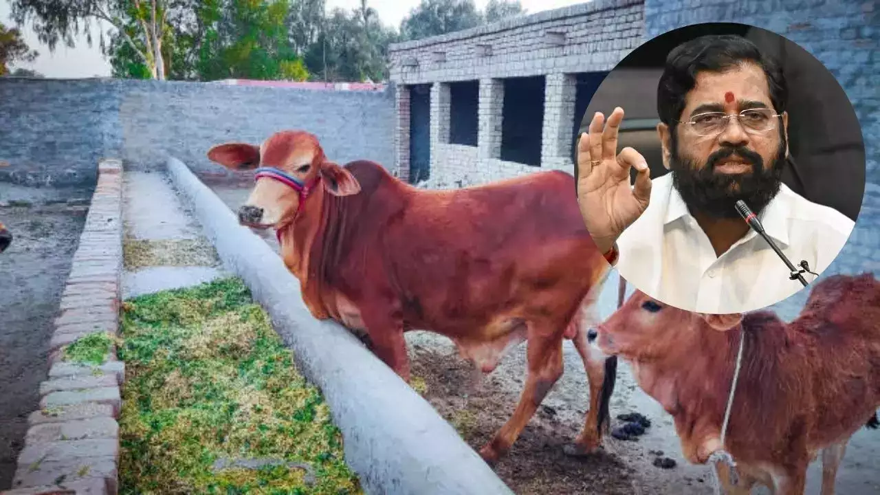 महाराष्ट्र सरकार का बड़ा फैसला, गाय को दिया 'राजमाता-गौमाता' का दर्जा