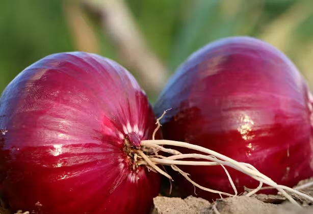 Onion Price: प्याज की कीमतों में राहत, कीमत में आई गिरावट, जानें भाव?