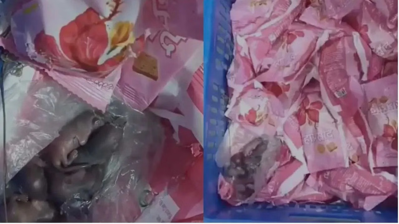 छवि खराब करने की कोशिश...मुंबई के सिद्धिविनायक मंदिर के प्रसाद में चूहे मिलने पर ट्रस्ट ने कही ये बात.