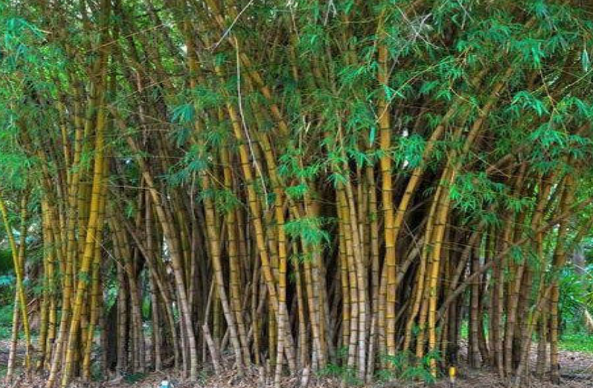 मध्यप्रदेश बांस संसाधनों में अग्रणी, राज्य के 25090 हेक्टेयर कृषि क्षेत्र में बांस-रोपण